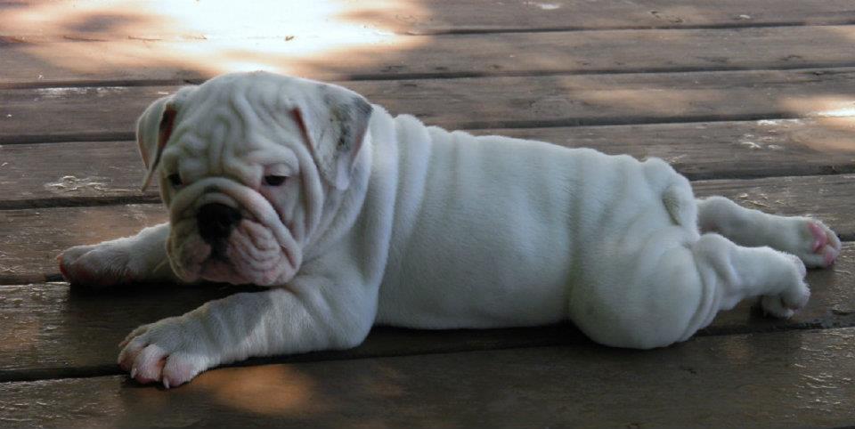 A warm deck is Ruxin's favorite place to relax.